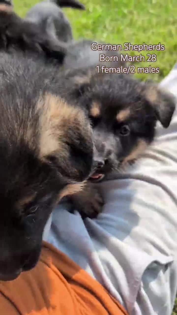 German Shepherd dogs for sale: Zeus - Video 4
