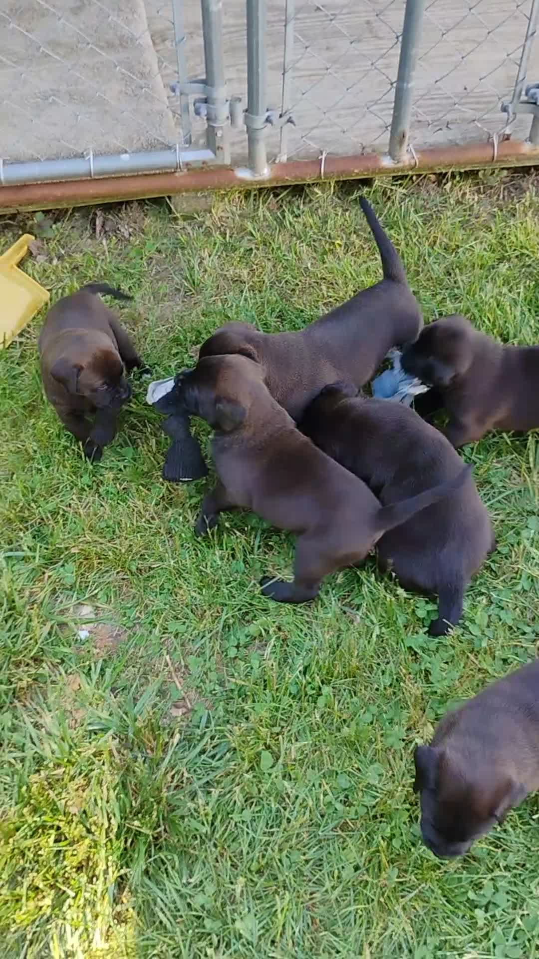 Mixed Breed dogs for sale: Cheddar - Video 3
