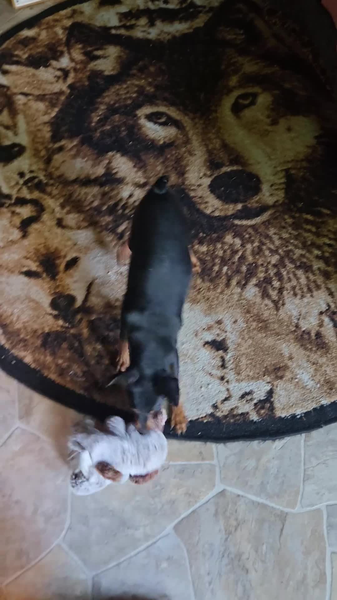 Miniature Pinscher dogs for sale: Dugan black and rust - Video 1