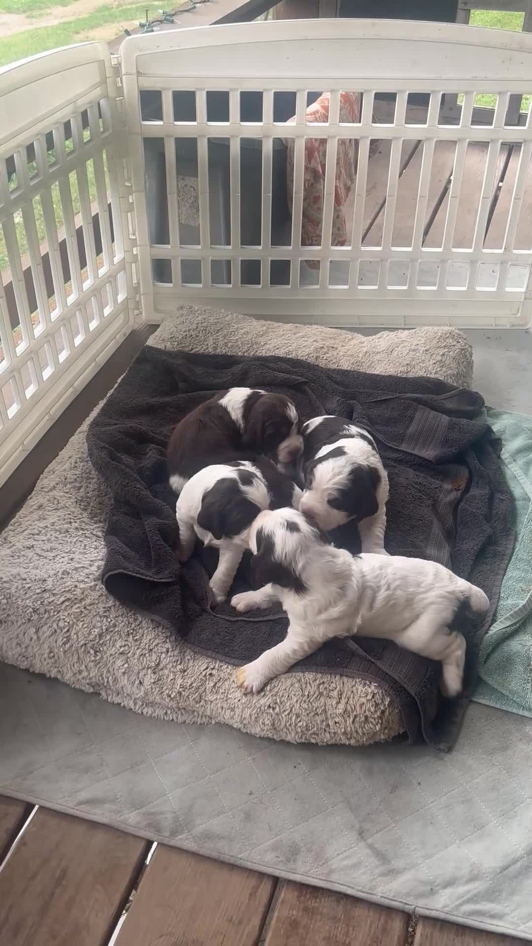 English Springer Spaniel dogs for sale: Talas - Video 1