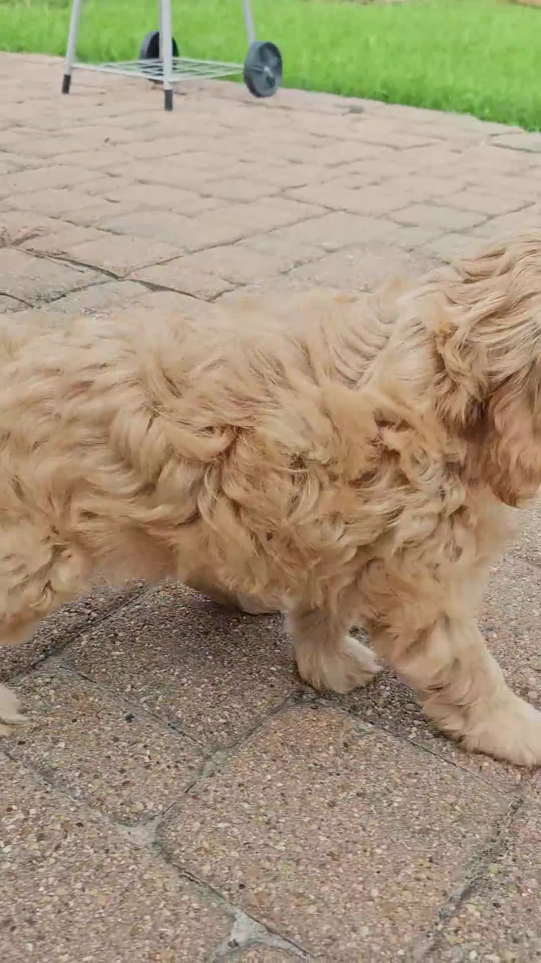 Cavapoo dogs for sale: Peanut🥜 - Video 3