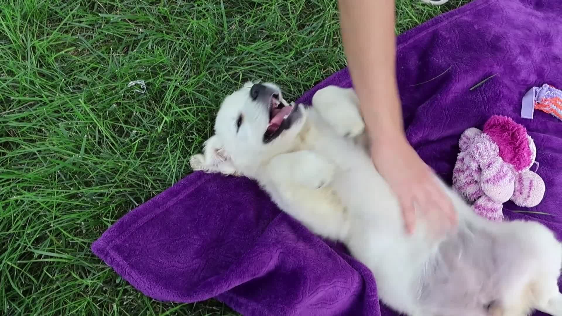 Golden Retriever dogs for sale: Tori - Video 1