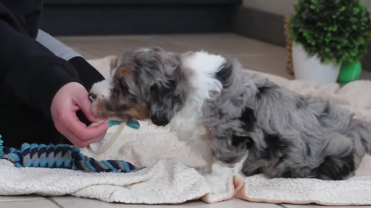 Mini Bernedoodle dogs for sale: Parker - Video 2