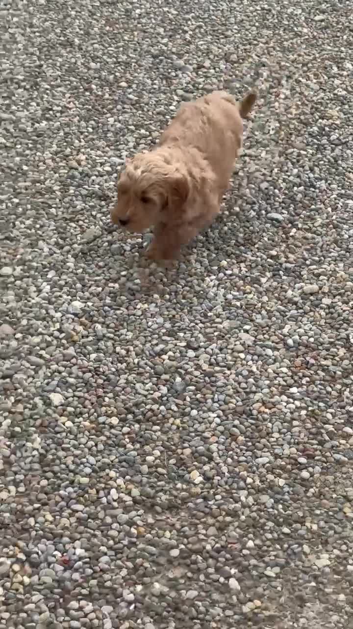 Mini Goldendoodle dogs for sale: Olive  - Video 1