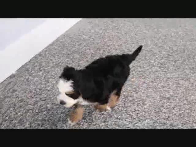 Mini Bernedoodle dogs for sale: Logan - Video 6