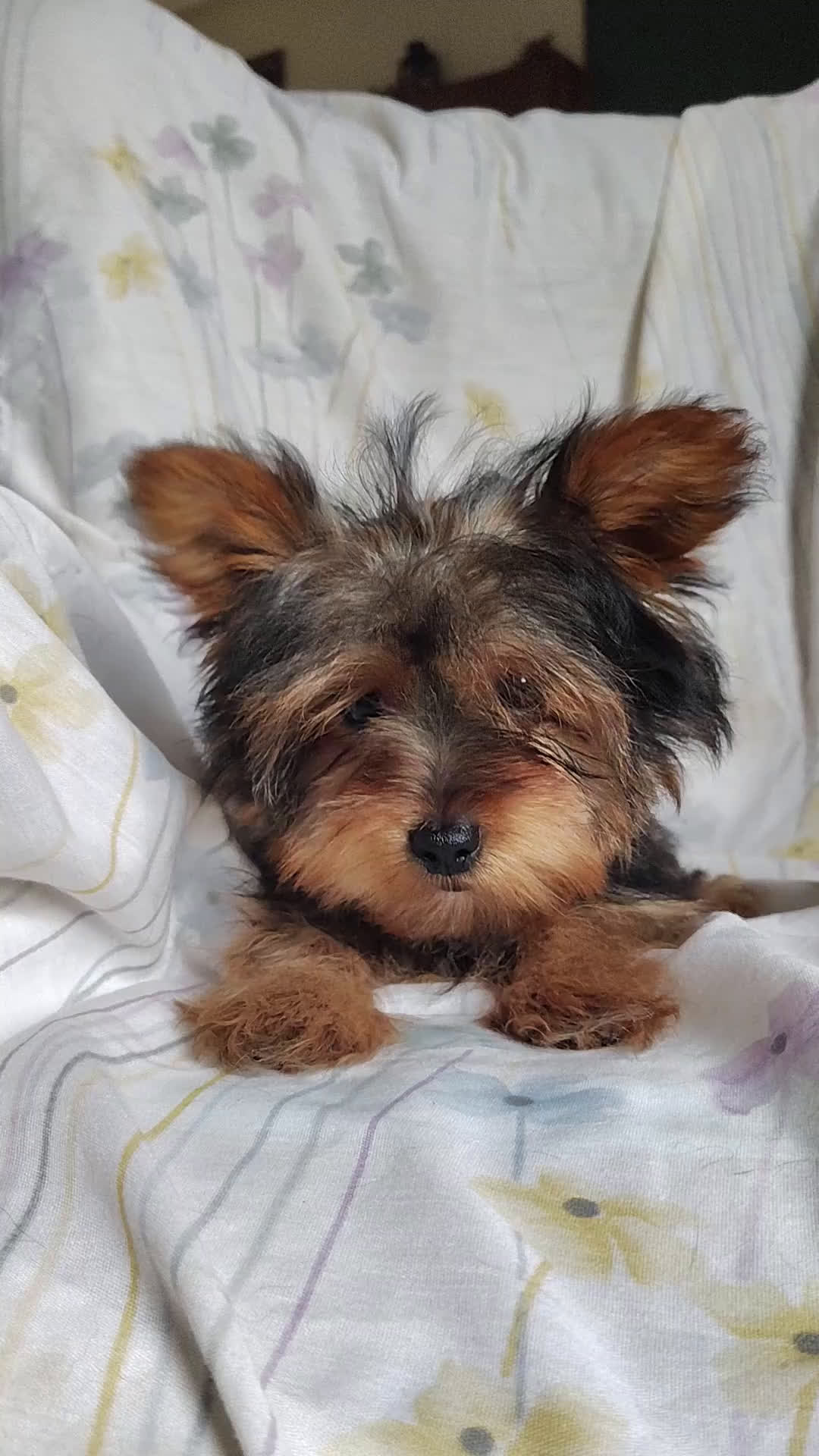 Yorkshire Terrier dogs for sale: Jude - Video 2