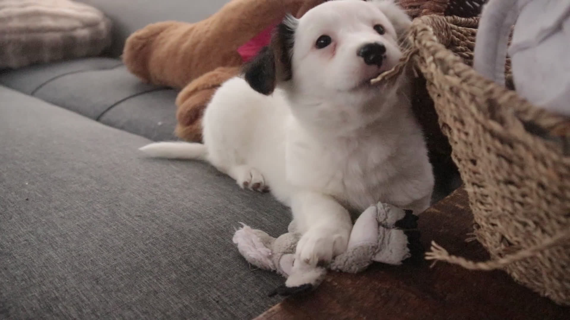 Mixed Breed dogs for sale: Bubba - Video 1