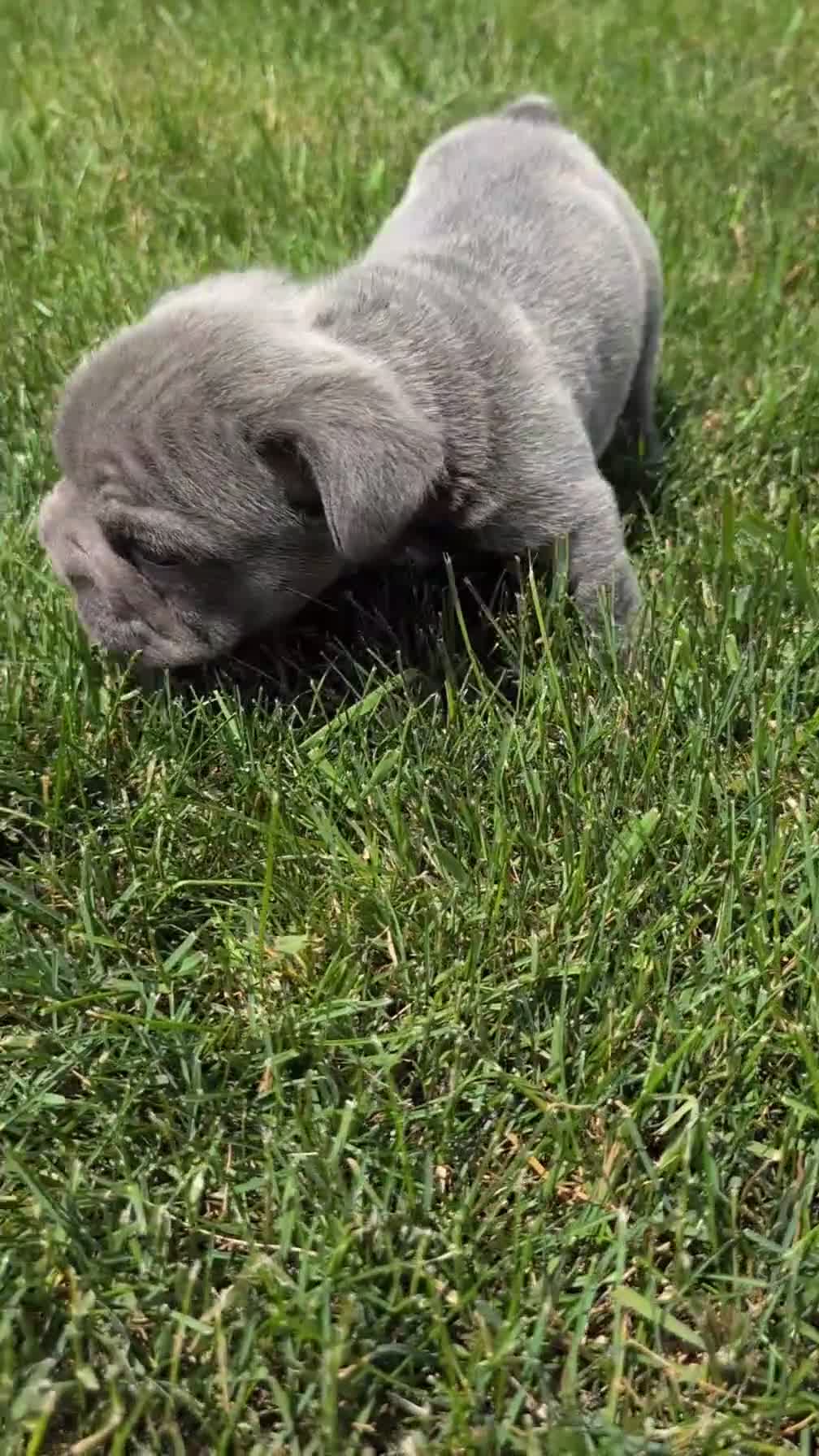 French Bulldog dogs for sale: Zion - Video 1
