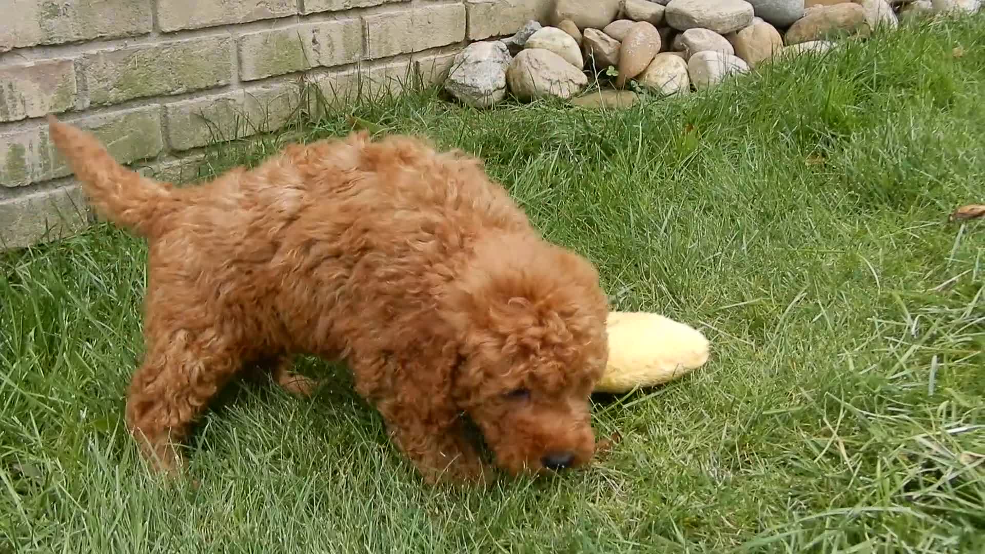 Mini Goldendoodle dogs for sale: Gradie - Video 1