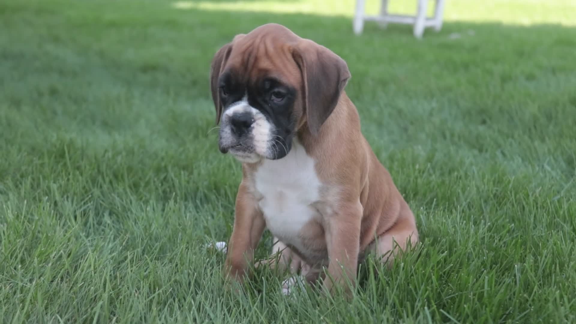 Boxer dogs for sale: Violet - Video 6