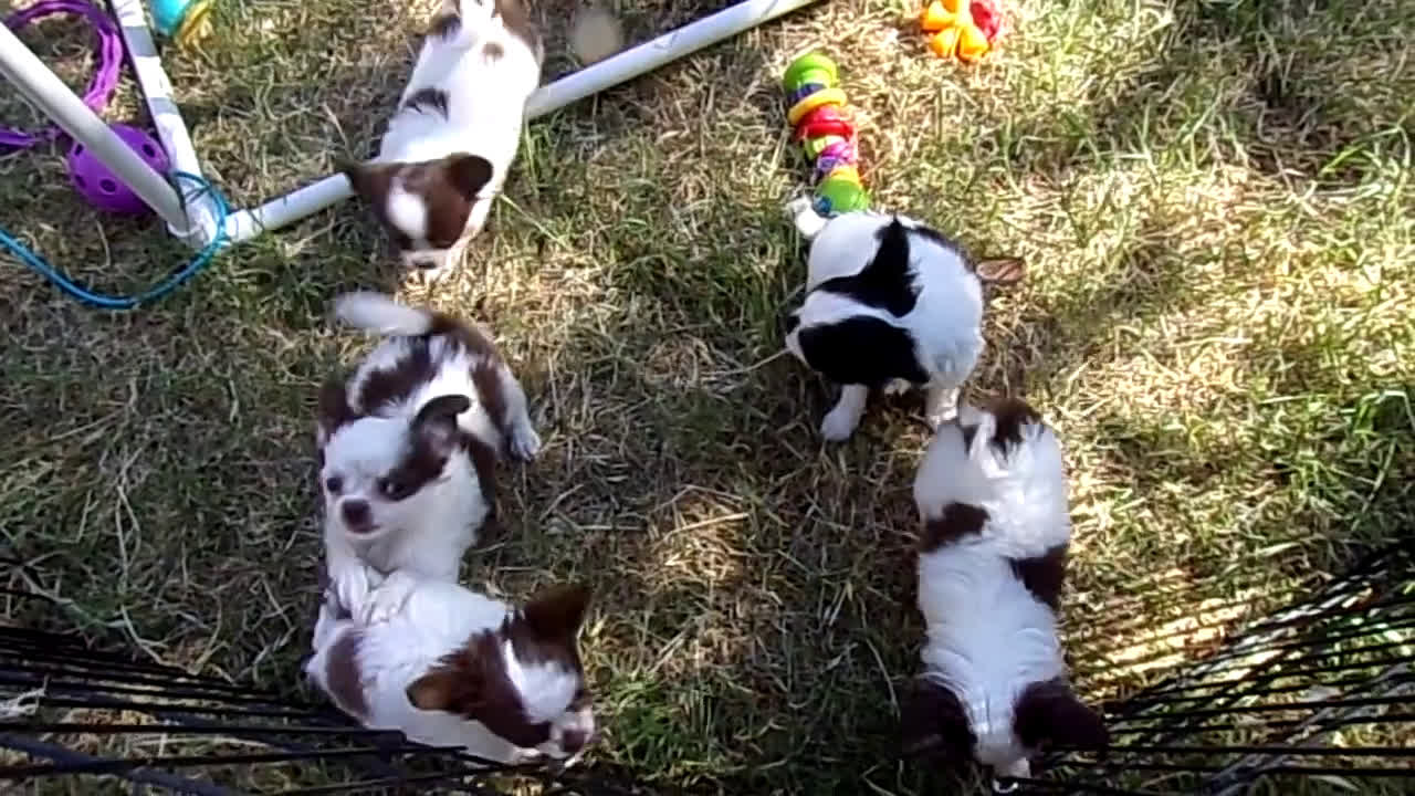 Chihuahua dogs for sale: Full AKC   Faith   - Video 2