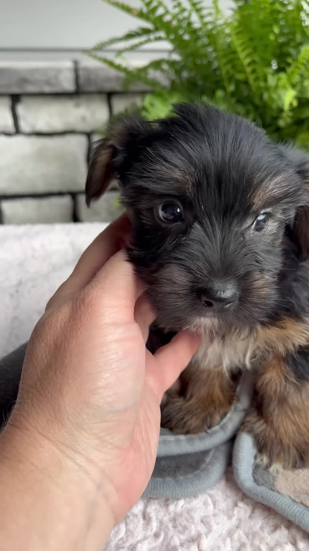 Morkie dogs for sale: William - Video 1