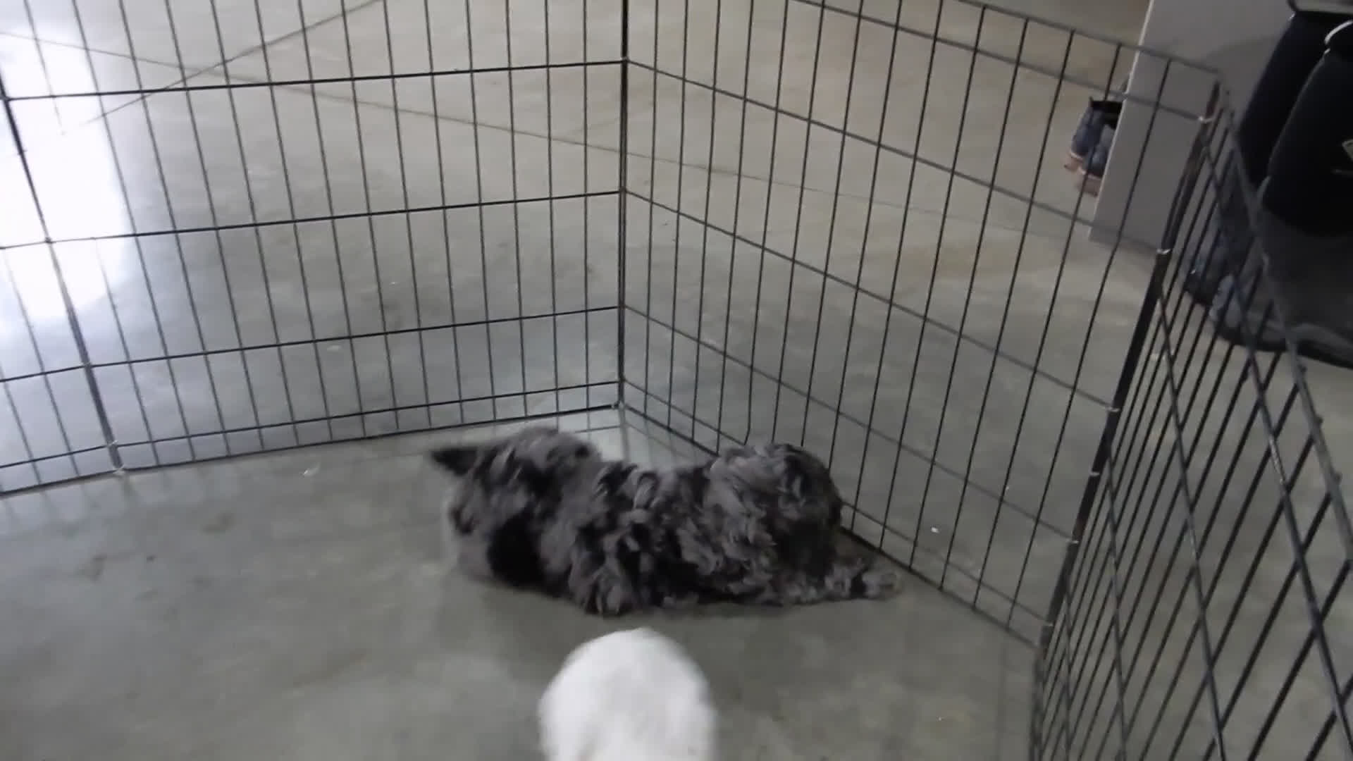 Cockapoo dogs for sale: Bentley - Video 2