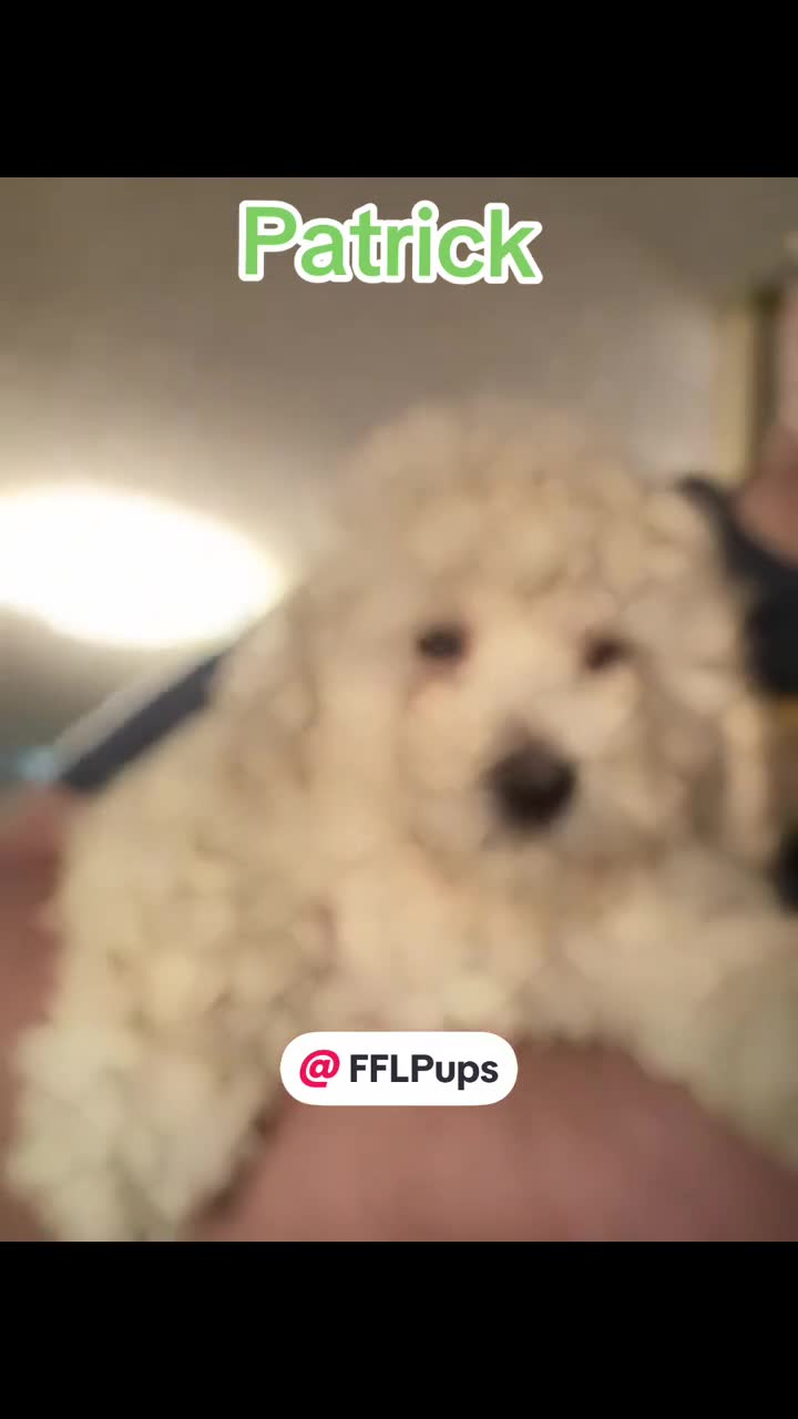Bichpoo dogs for sale: Patrick - Video 1