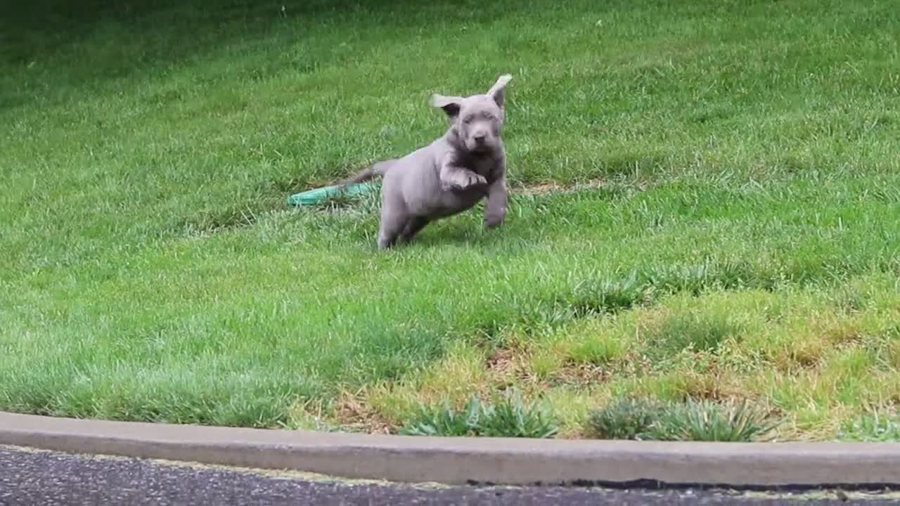 Labrador Retriever dogs for sale: Smoke - Video 2