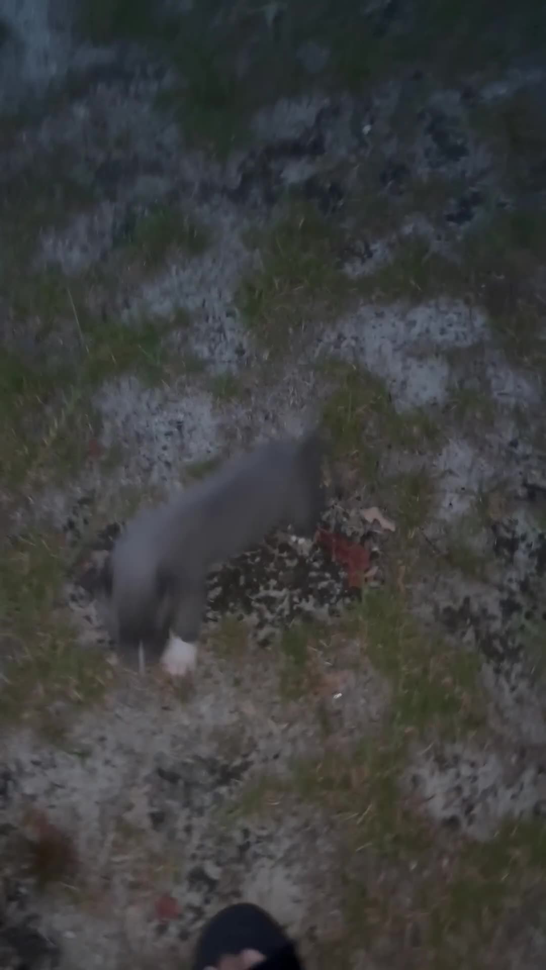 American Bully dogs for sale: American Bully 3 - Video 1