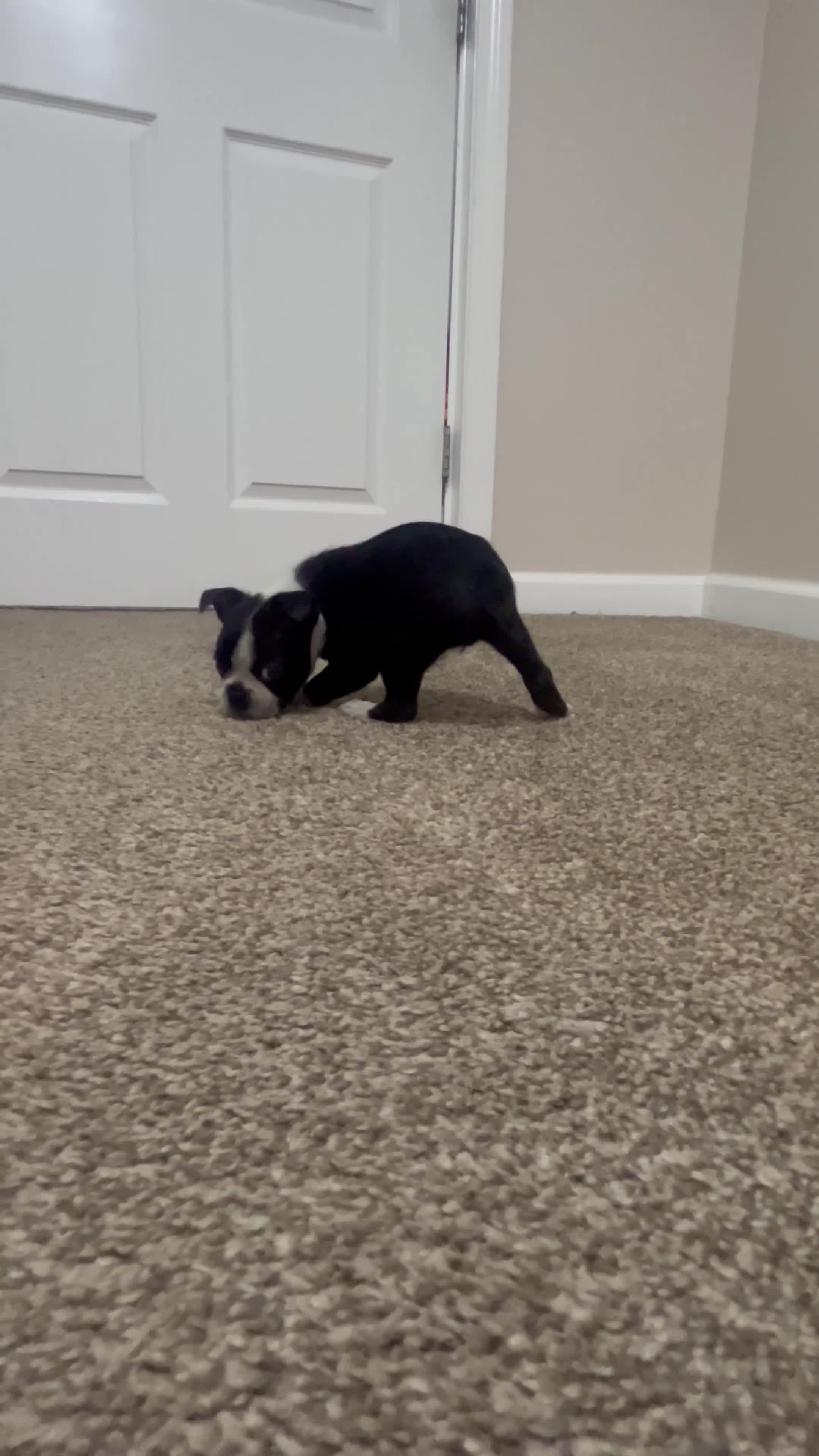 Boston Terrier dogs for sale: Dawn - Video 1