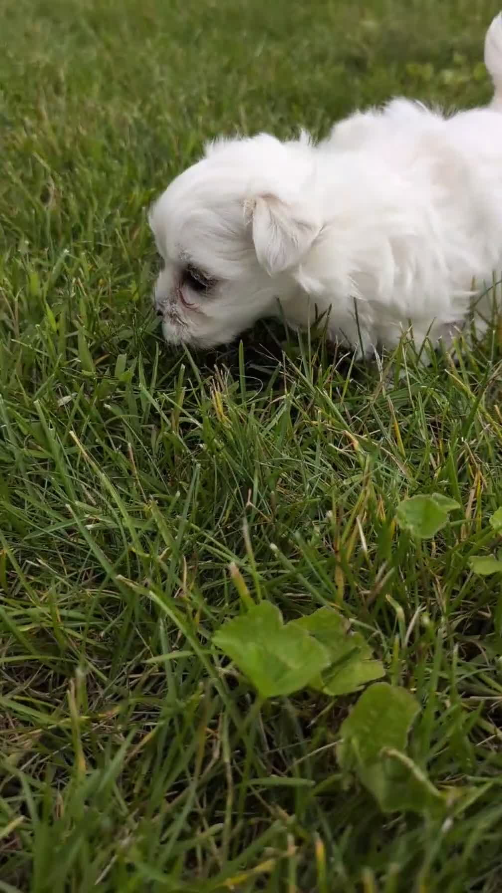 Maltese dogs for sale: Macy - Video 1