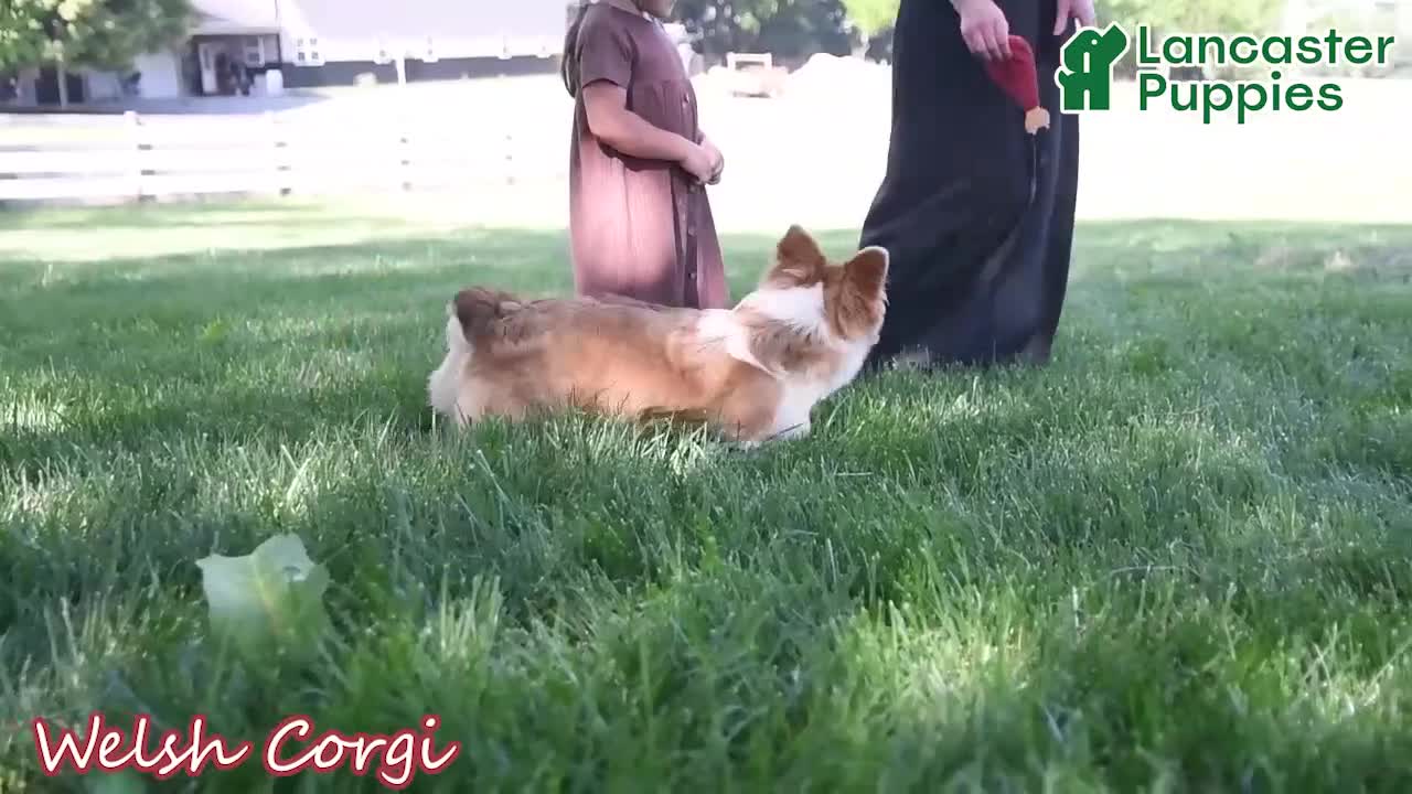 Welsh Corgi Pembroke dogs for sale: Lacey - Video 1