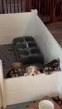 Mixed Breed dogs for sale: Mixed Breed 2 - Video 1