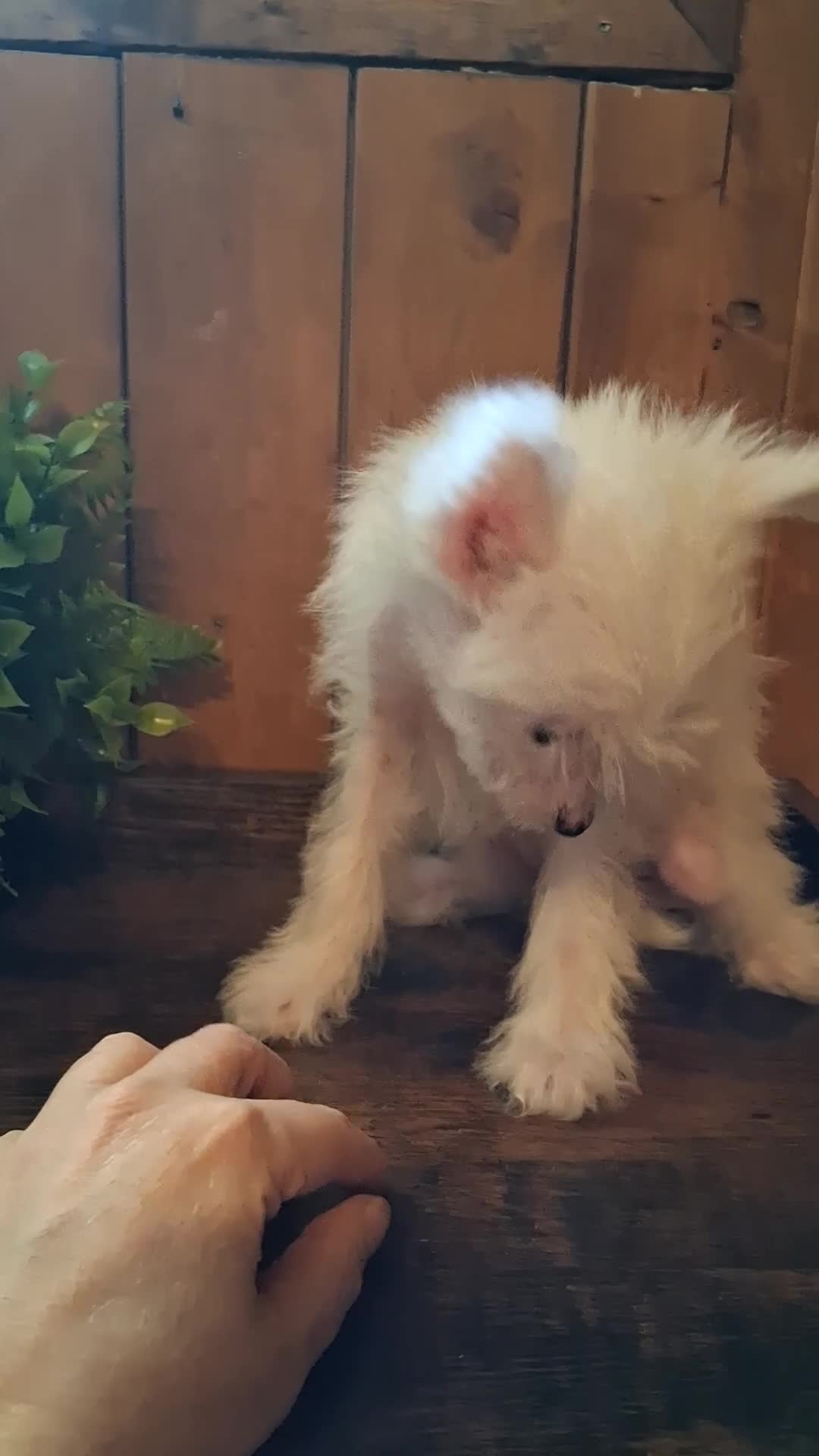 Chinese Crested dogs for sale: Chinese Crested 1 - Video 1