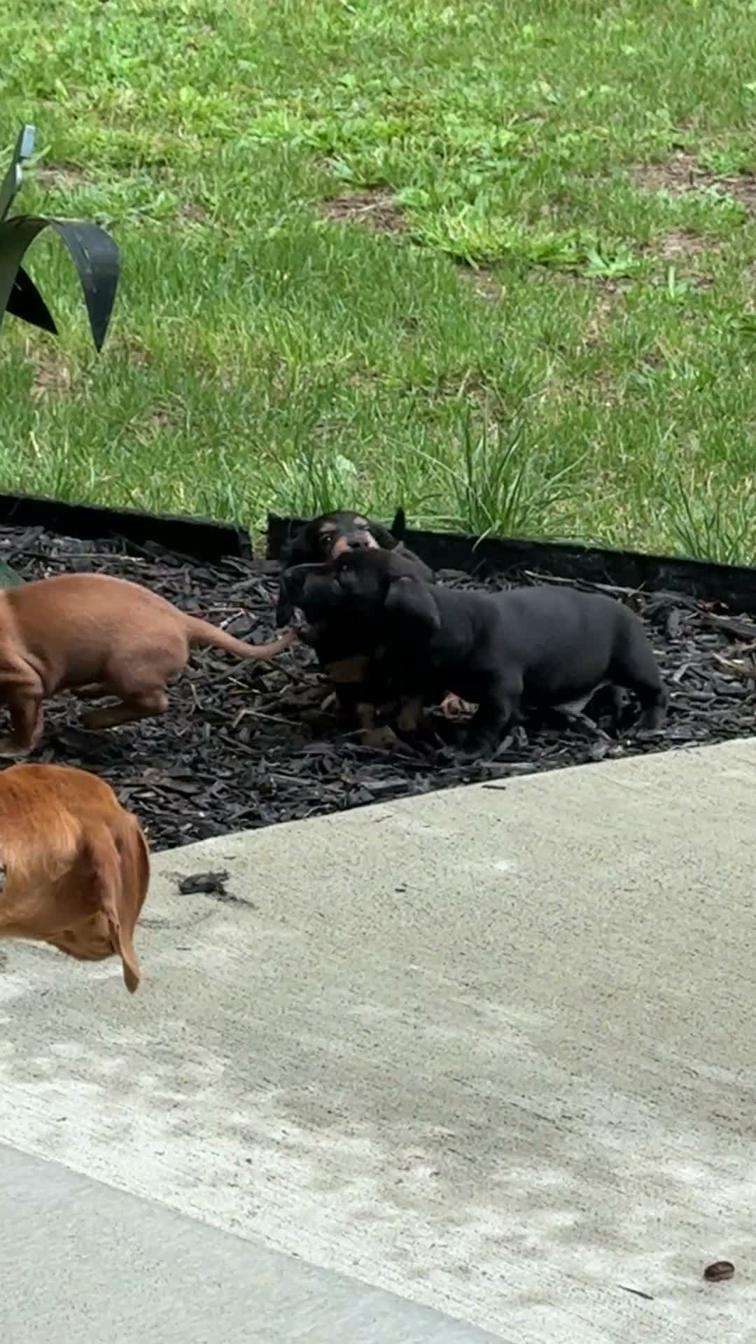 Miniature Dachshund dogs for sale: Rip Wheeler  - Video 1