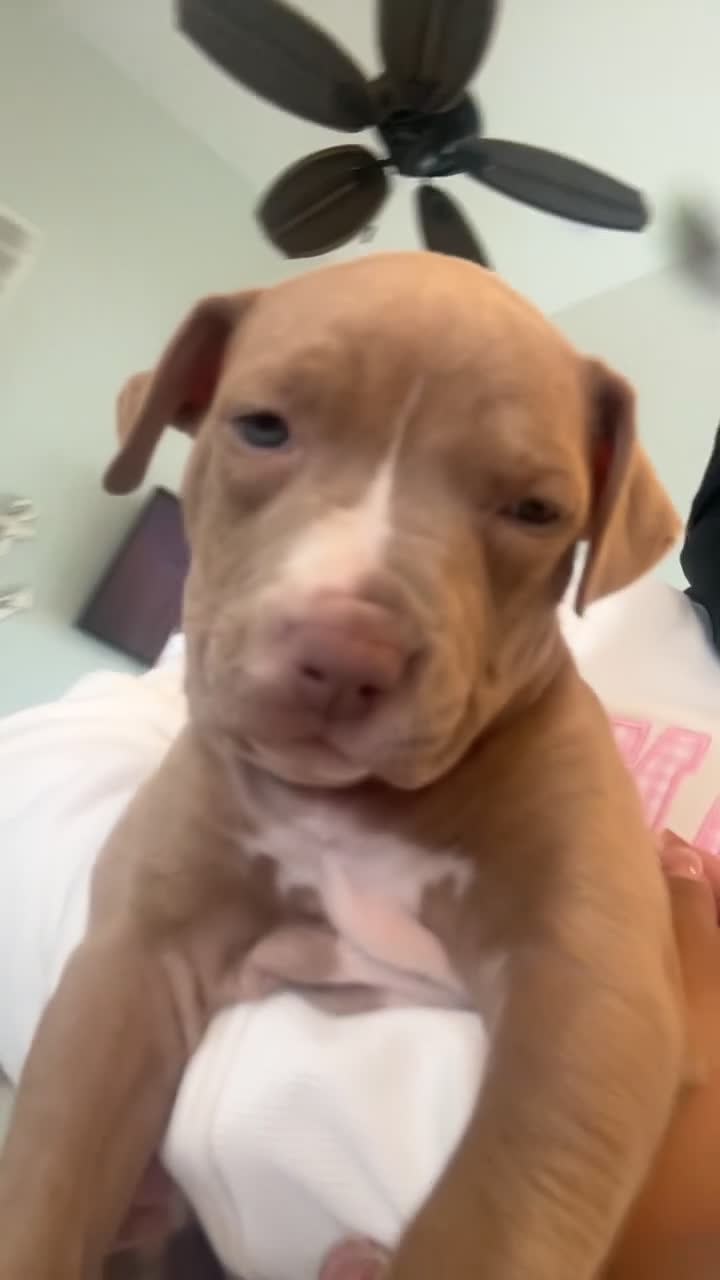 American Pit Bull Terrier dogs for sale: Lola - Video 1