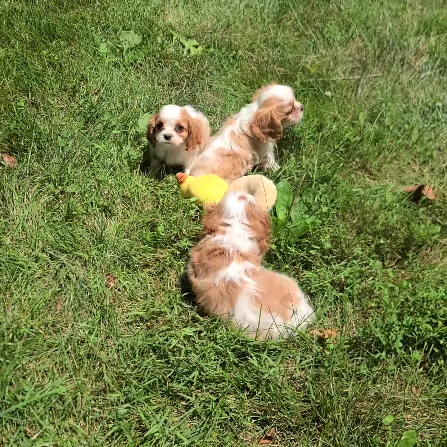 Cavalier King Charles Spaniel dogs for sale: Kobe - Video 1