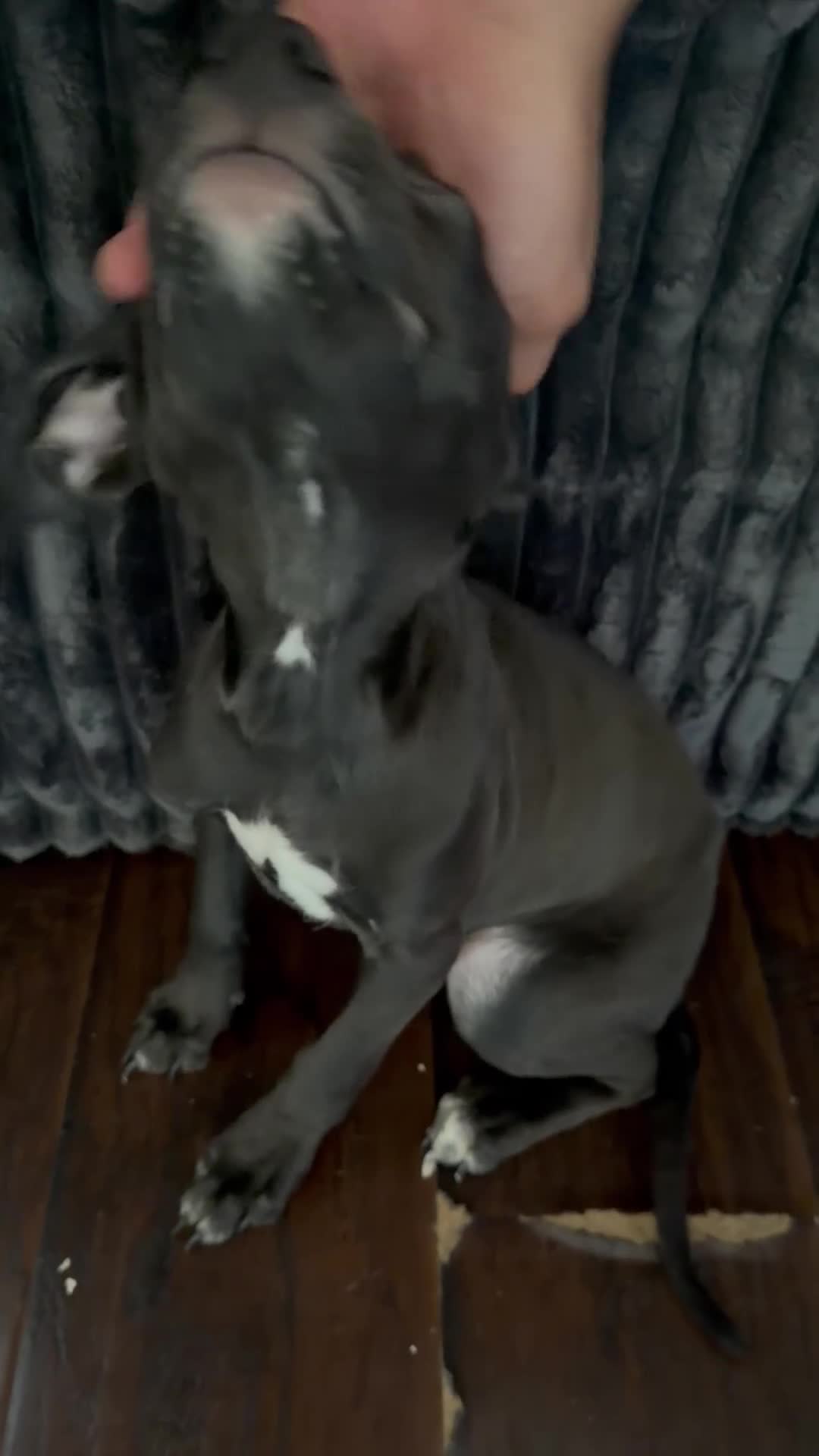 Mixed Breed dogs for sale: Mixed Breed 1 - Video 1