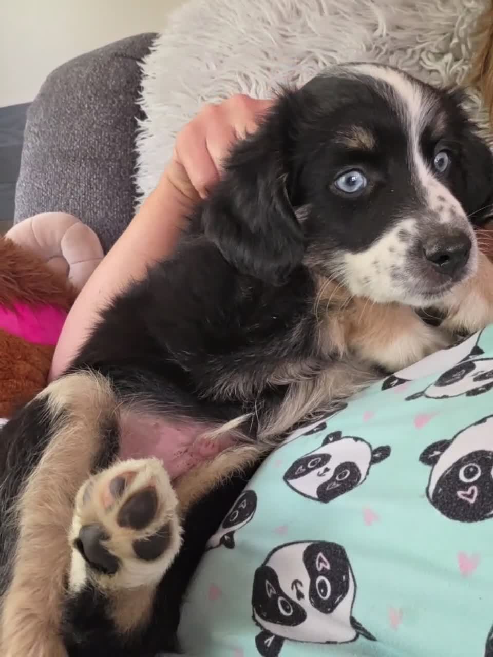 Miniature Australian Shepherd dogs for sale: Miniature Australian Shepherd 1 - Video 7
