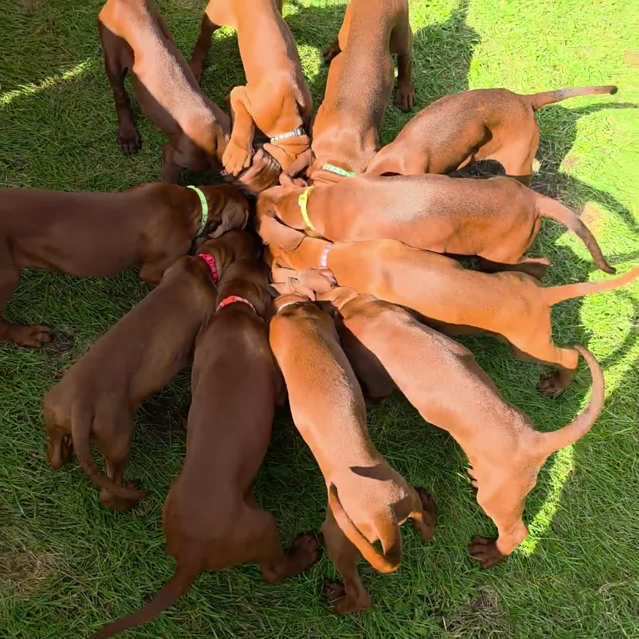 Redbone Coonhound dogs for sale: Redbone Coonhound black collar - Video 4