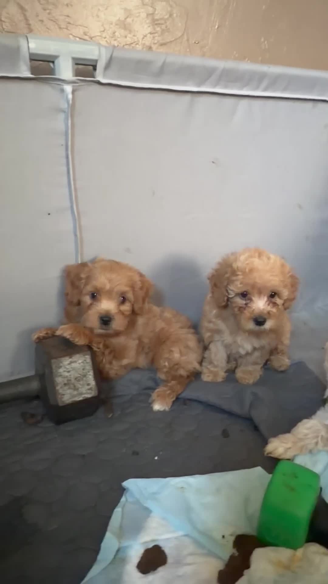 Shihpoo dogs for sale: Shihpoo 5 ~ Smokey  - Video 3