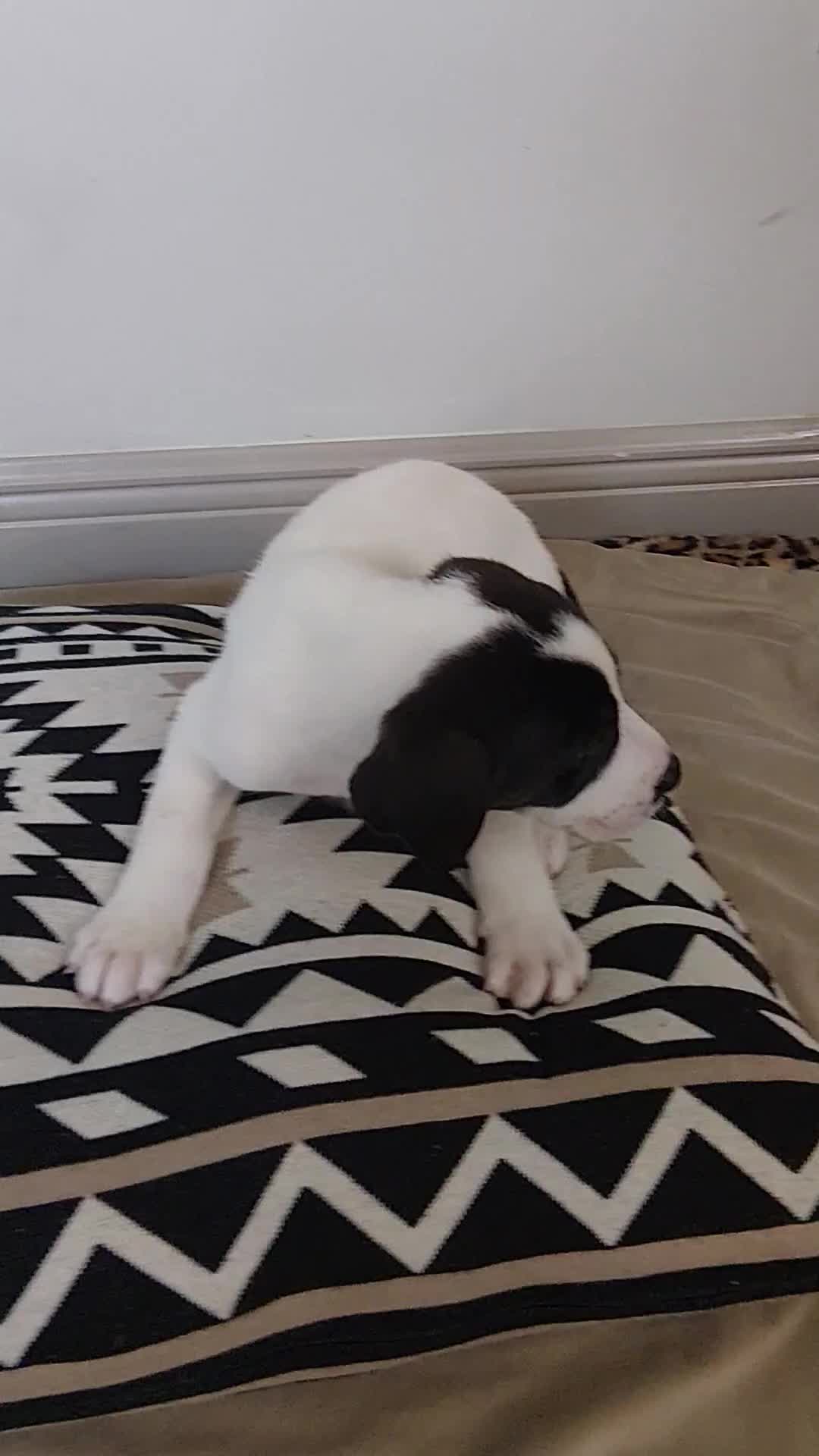 Mixed Breed dogs for sale: Skadi - Video 1