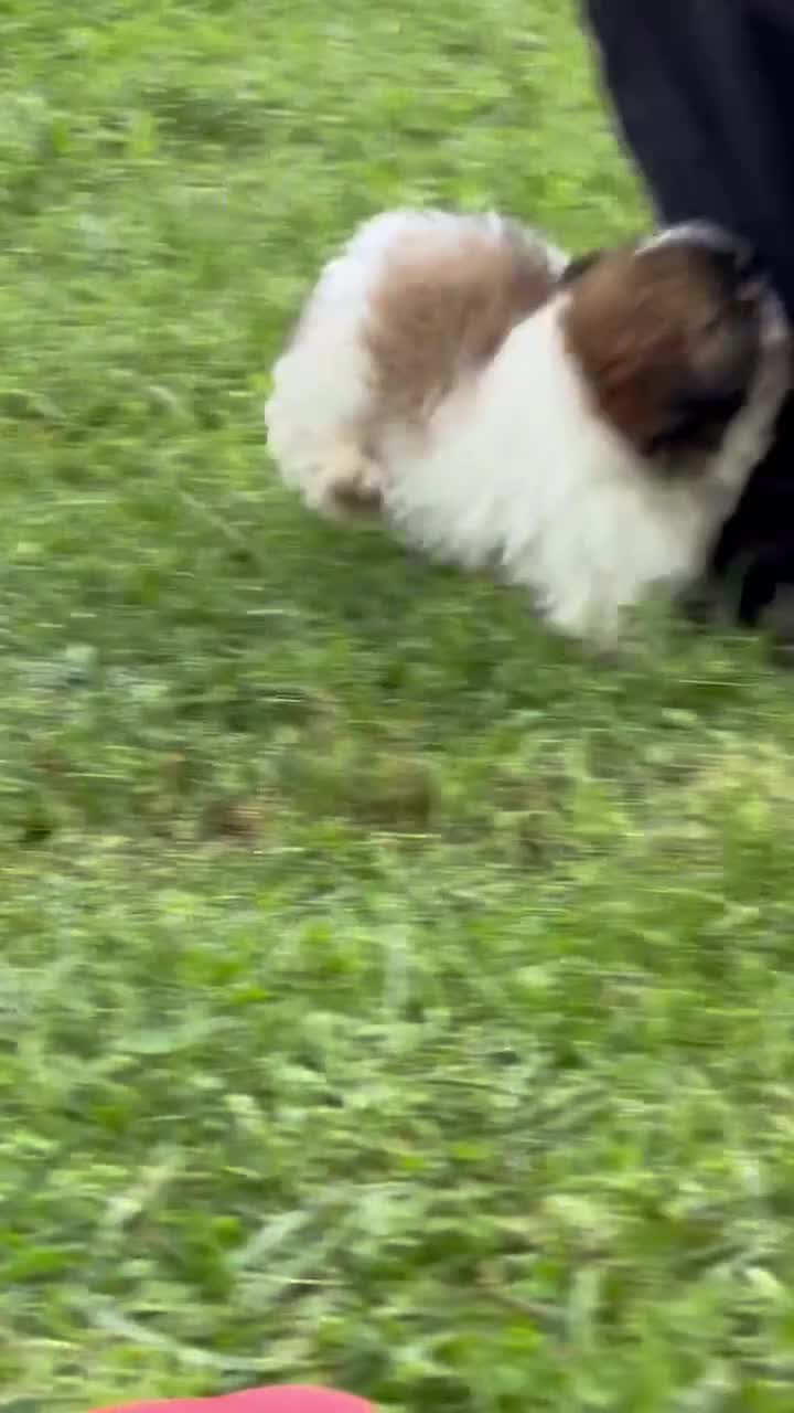 Shih Tzu dogs for sale: Queenie Shih Tzu  - Video 3