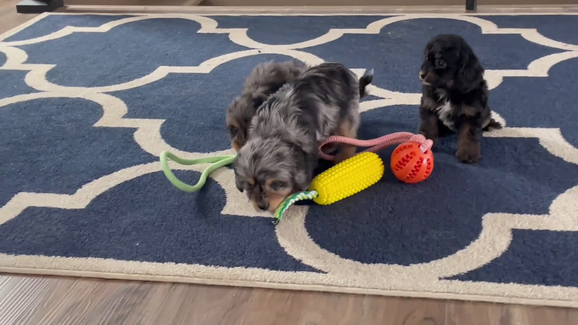 Cavapoo dogs for sale: Ms. Bonnie - Video 1