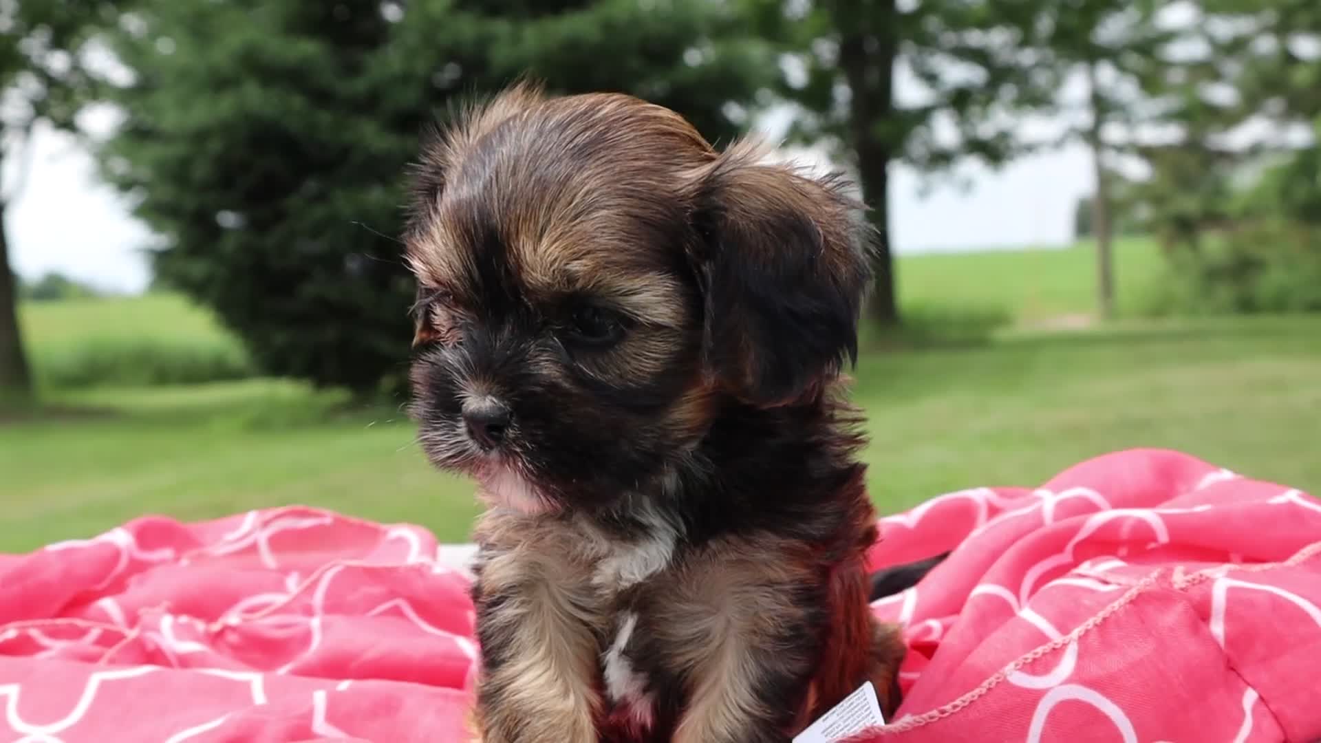 Mixed Breed dogs for sale: Jolie - Video 1