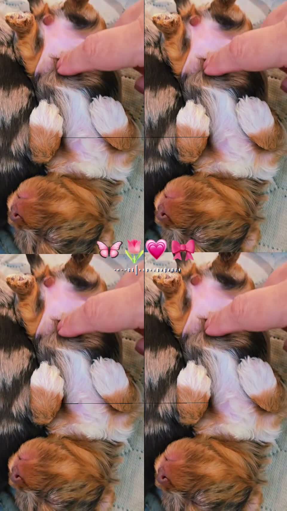 Yorkshire Terrier dogs for sale: Princes Lyra of Biewerlux  - Video 1