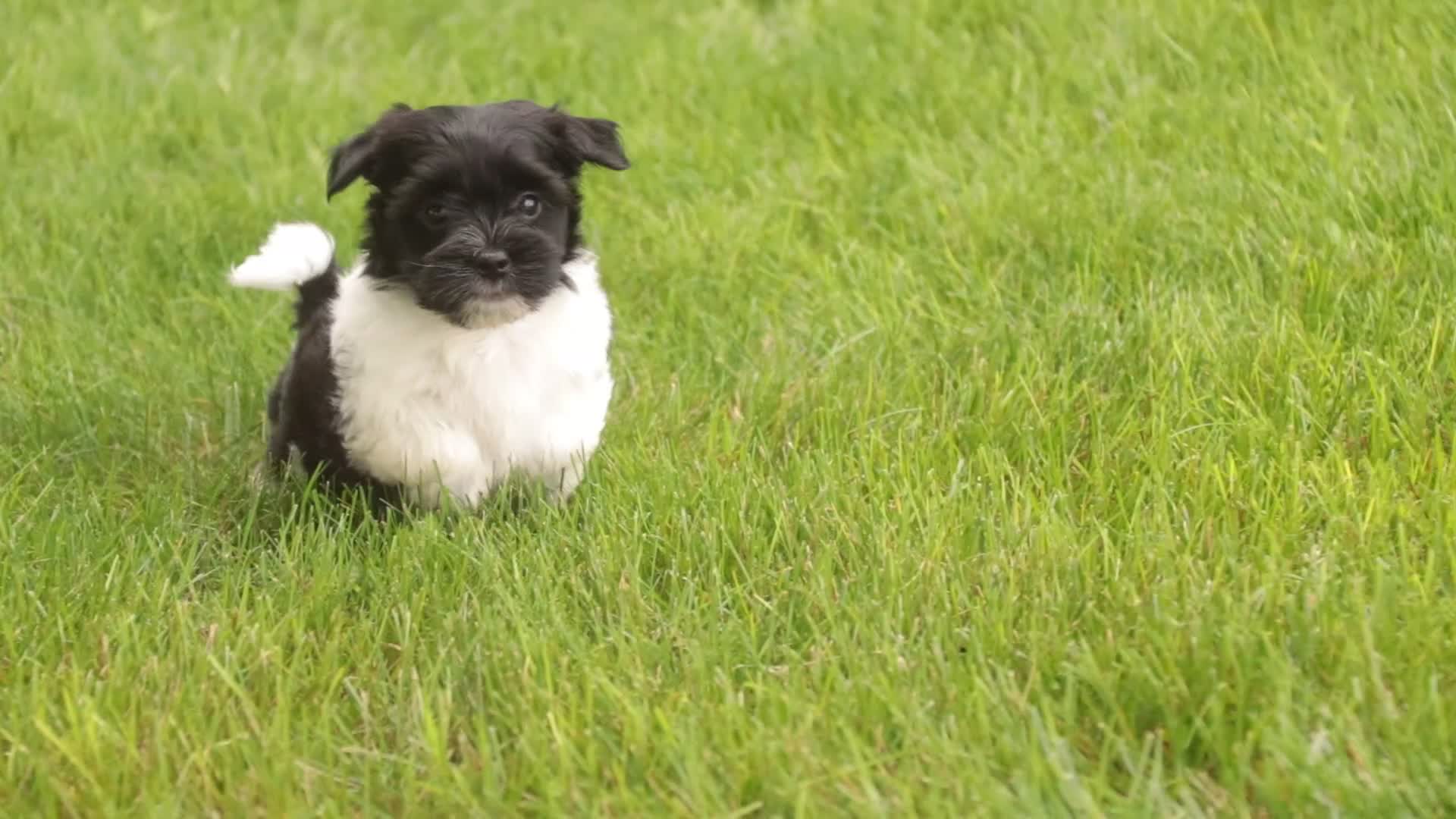 Havanese dogs for sale: Winnie Havanese  - Video 1