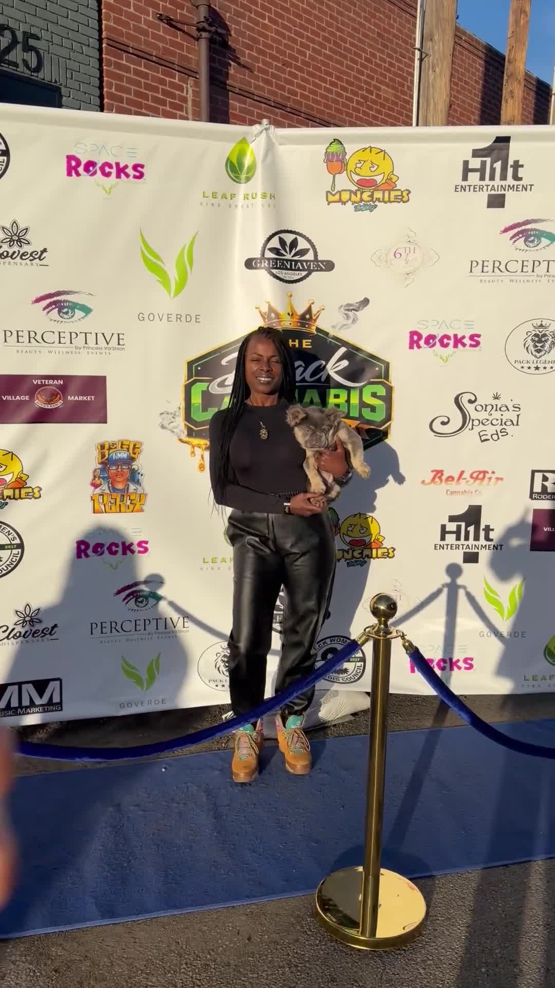 French Bulldog dogs for sale: Rocky - Rare Lilac Tan Visual Fluffy French Bulldog – Green Eyes 💎 - Video 4