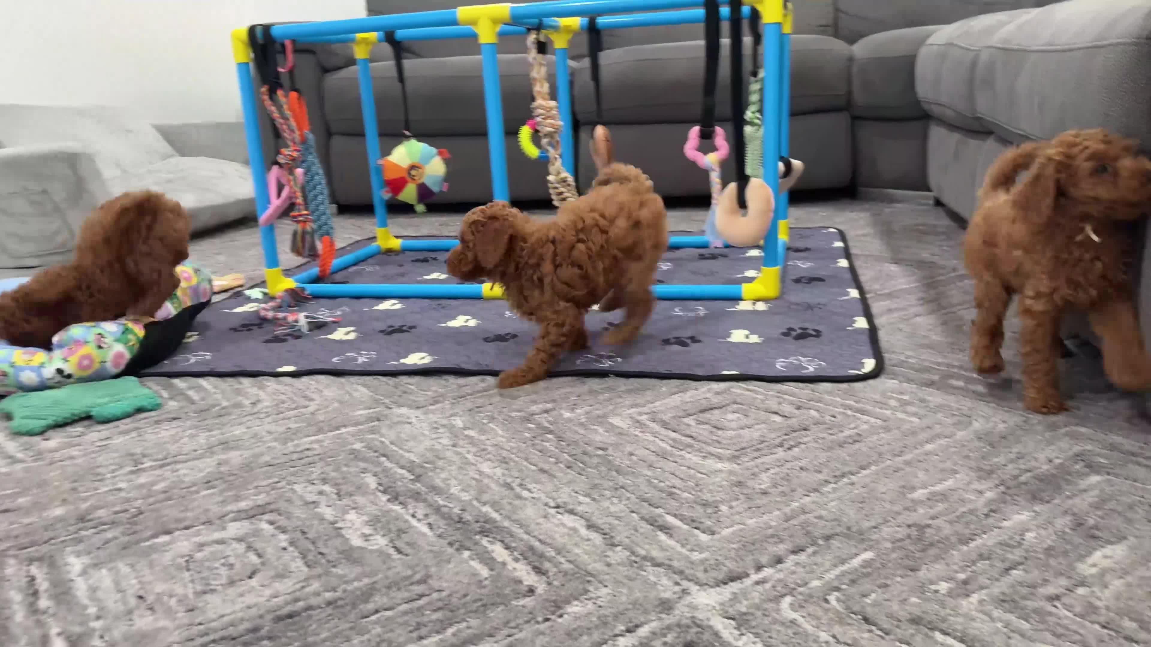Mini Goldendoodle dogs for sale: Tiramisu - Video 2