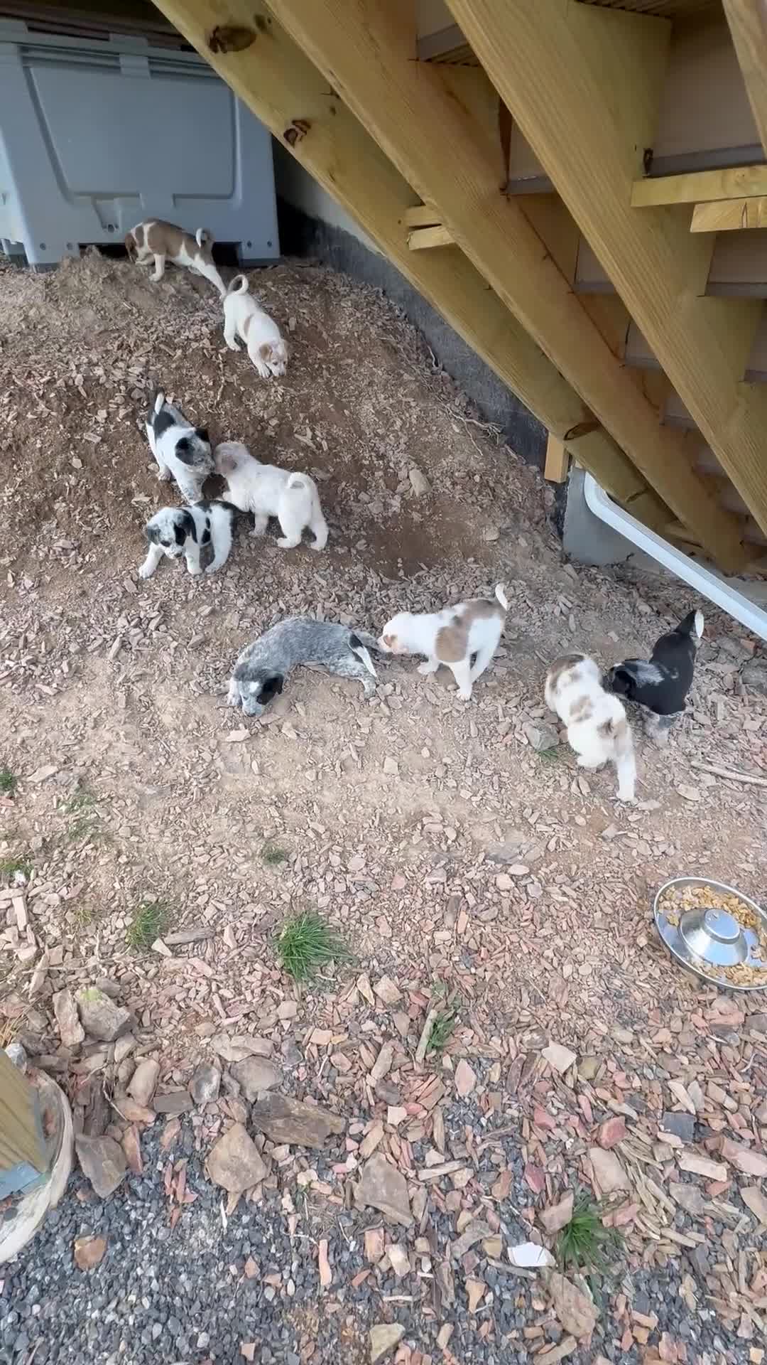 Mixed Breed dogs for sale: Ruby-Rose - Video 1