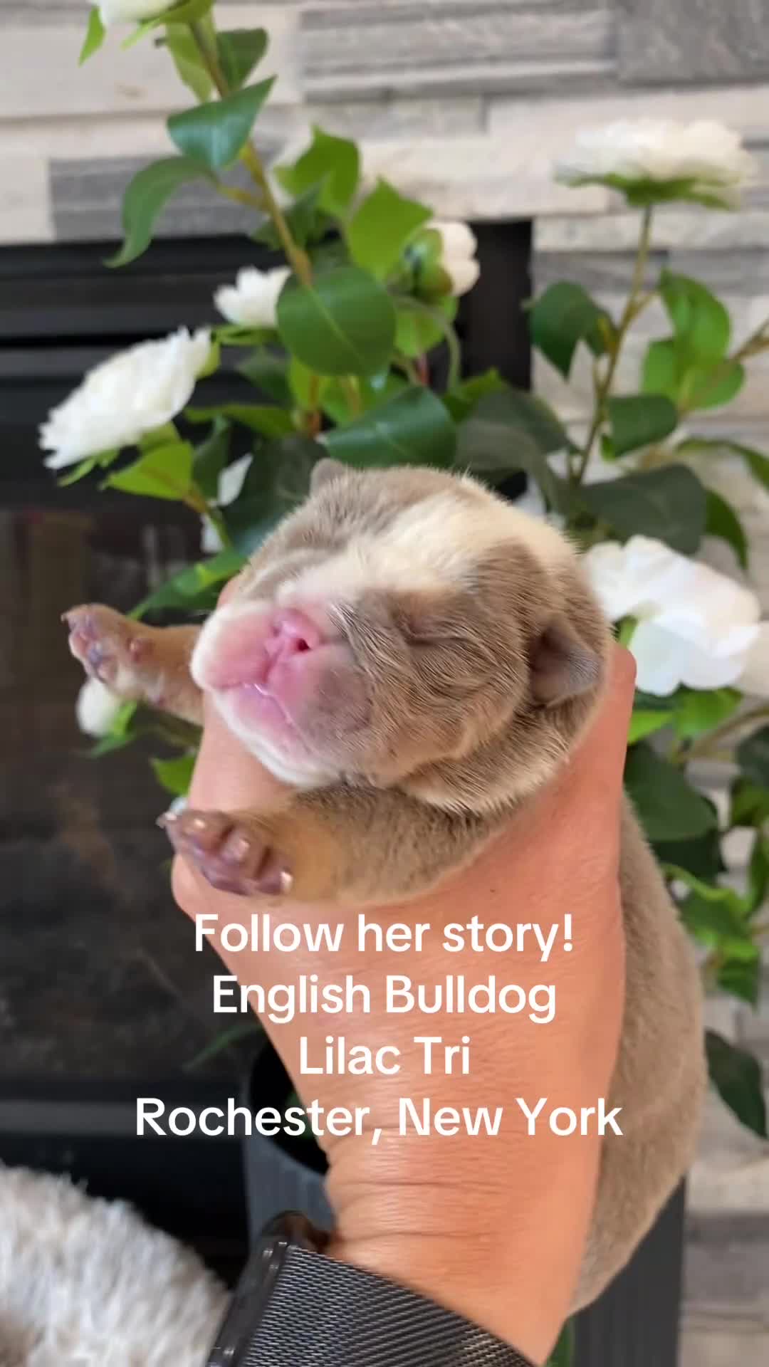 English Bulldog dogs for sale: SnowBall - Video 1