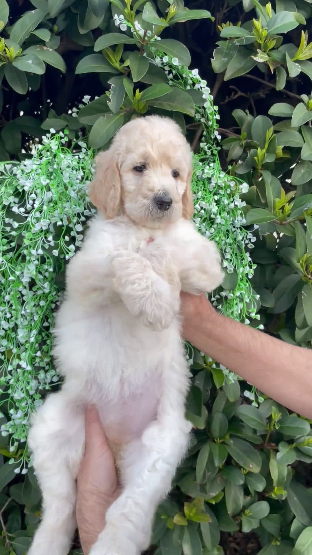 Goldendoodle dogs for sale: Brandy - Video 1