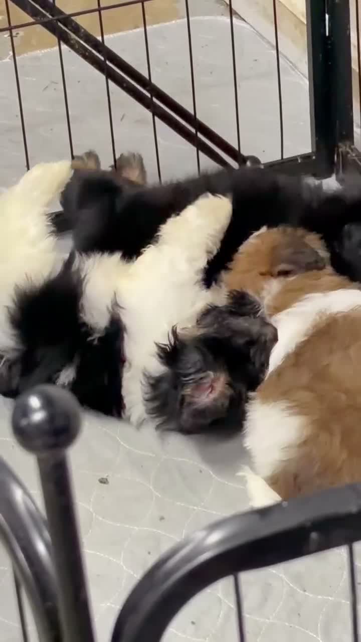 Shorkie dogs for sale: Shorkie 1 - Video 1