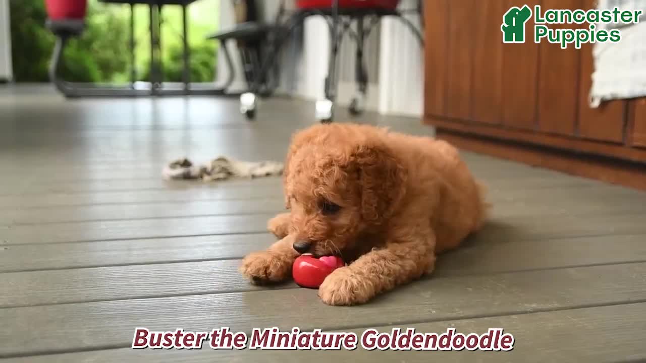 Mini Goldendoodle dogs for sale: Buster - Video 1