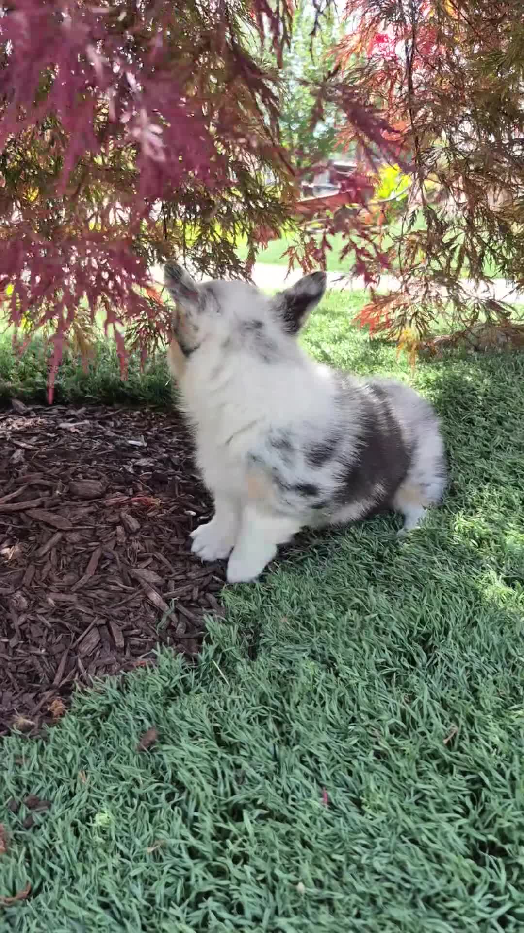 Welsh Corgi Pembroke dogs for sale: Oreo - Video 1