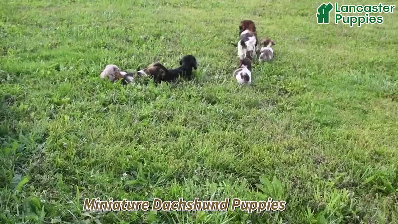 Miniature Dachshund dogs for sale: Teddy - Video 1