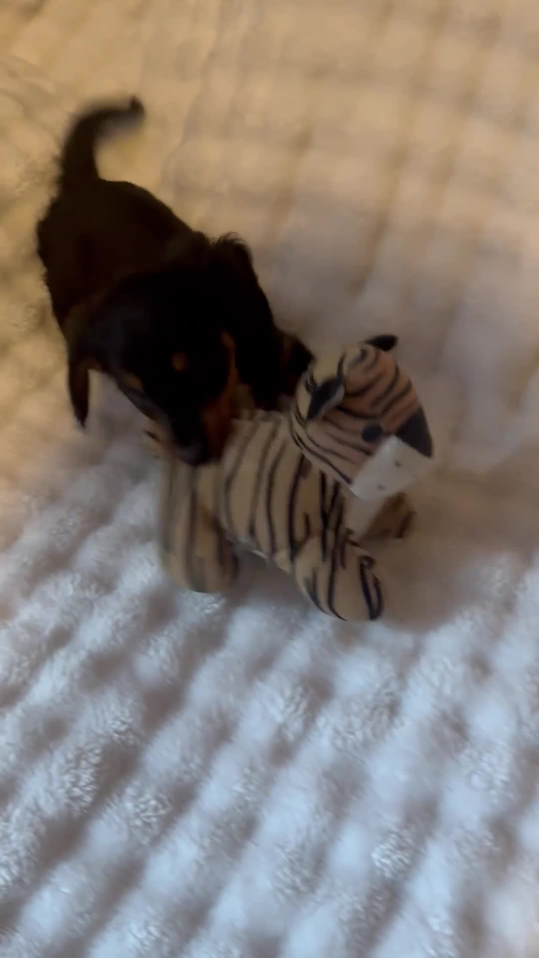 Miniature Dachshund dogs for sale: Long haired mini *Tiny* - Video 1