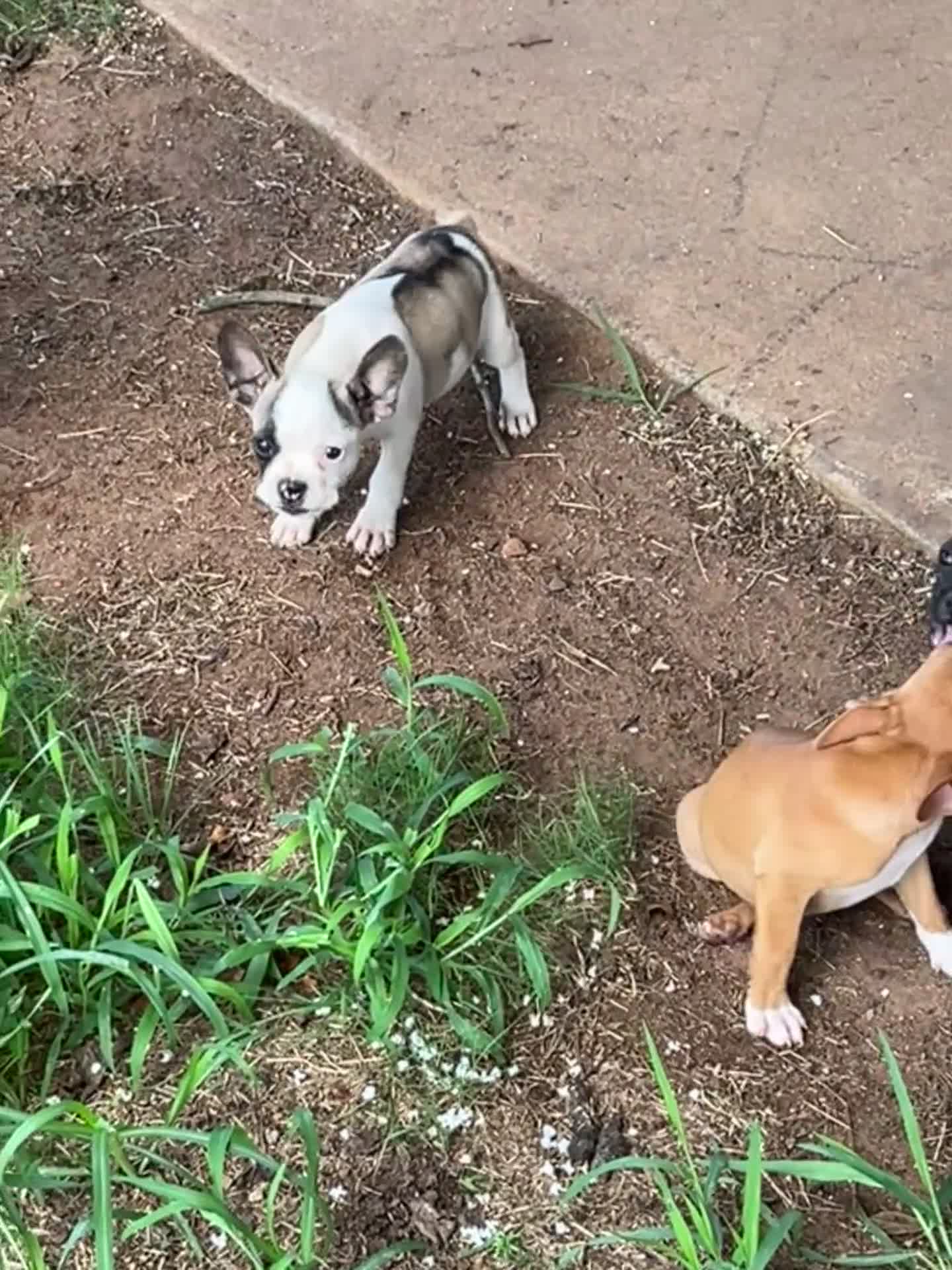 Mixed Breed dogs for sale: Mixed Breed 7 - Video 1