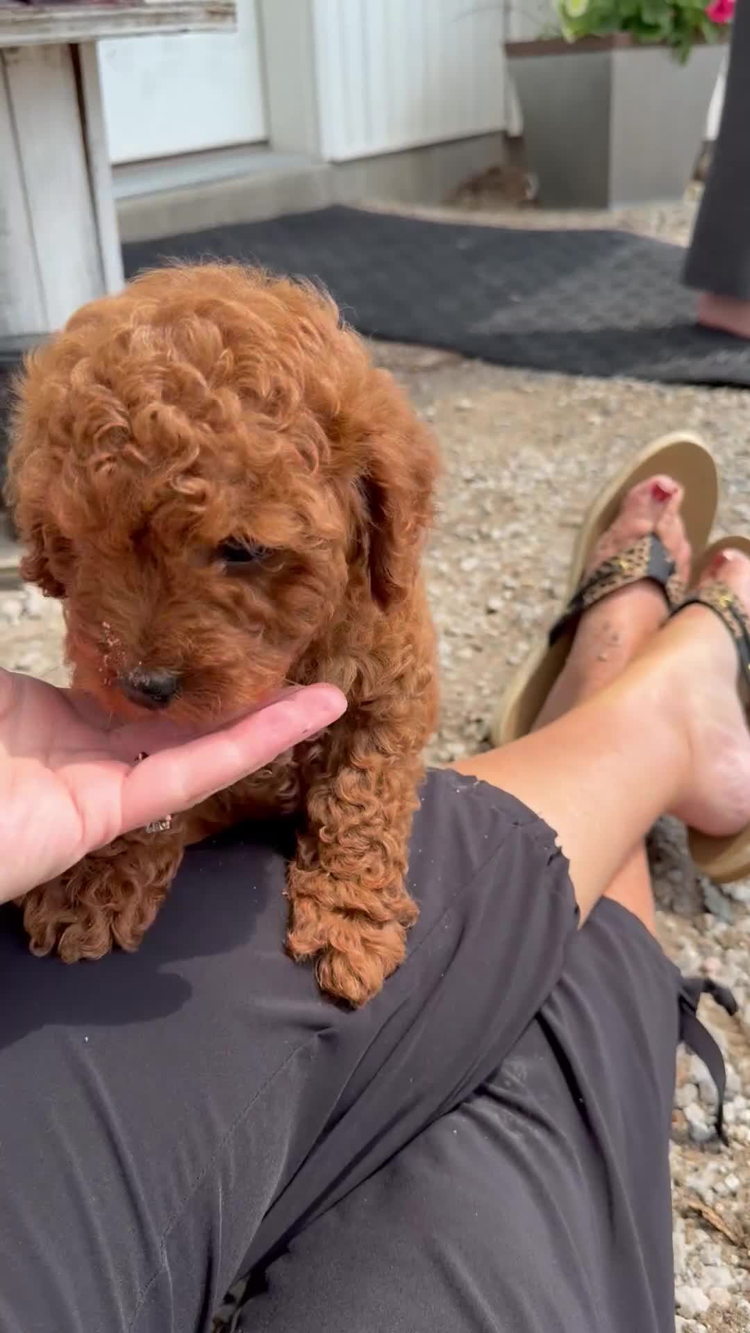 Cavapoo dogs for sale: Charlie - Video 1